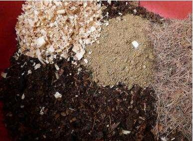 养花需要重视细节,不会养花花儿却生长得很好