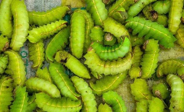 姝ｅ畻鍦熺獞鐑ч浮,鍦熺獞閿＄焊鐑ч浮