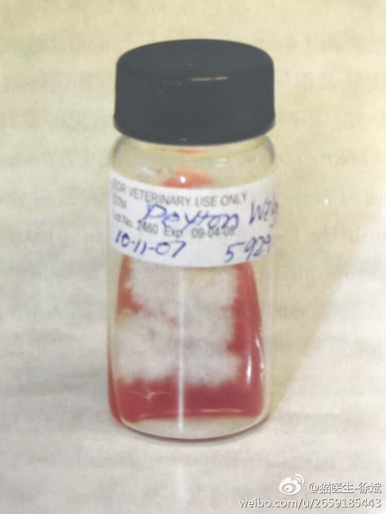 如何预防猫癣传人,家庭怎么预防猫藓