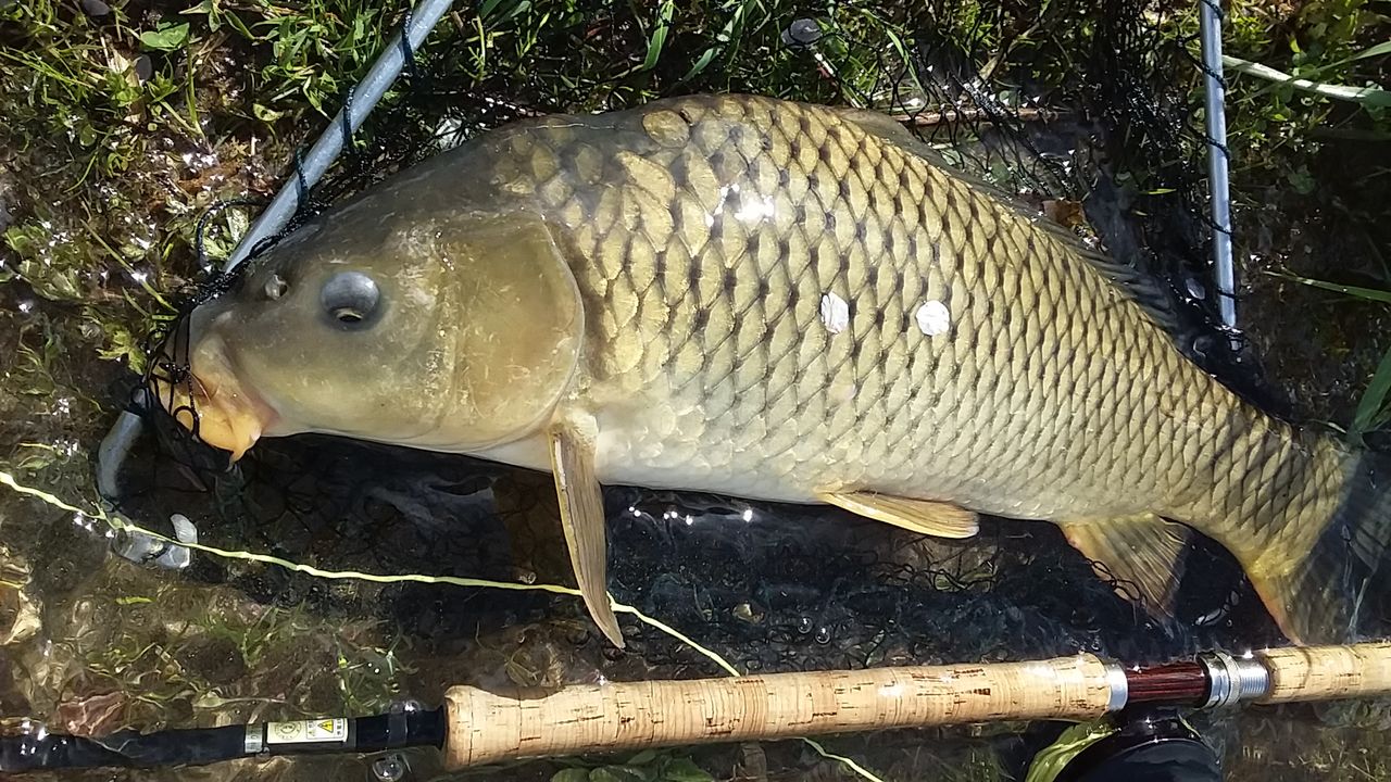 怎样自制抛竿鲢鳙饵料,有配方去哪里做鱼饵