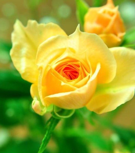 各种颜色的玫瑰花代表什么花语,玫瑰花的不同颜色的花语和寓意