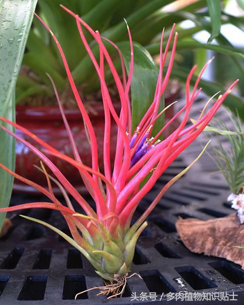 空气凤梨,懒人才会养的植物