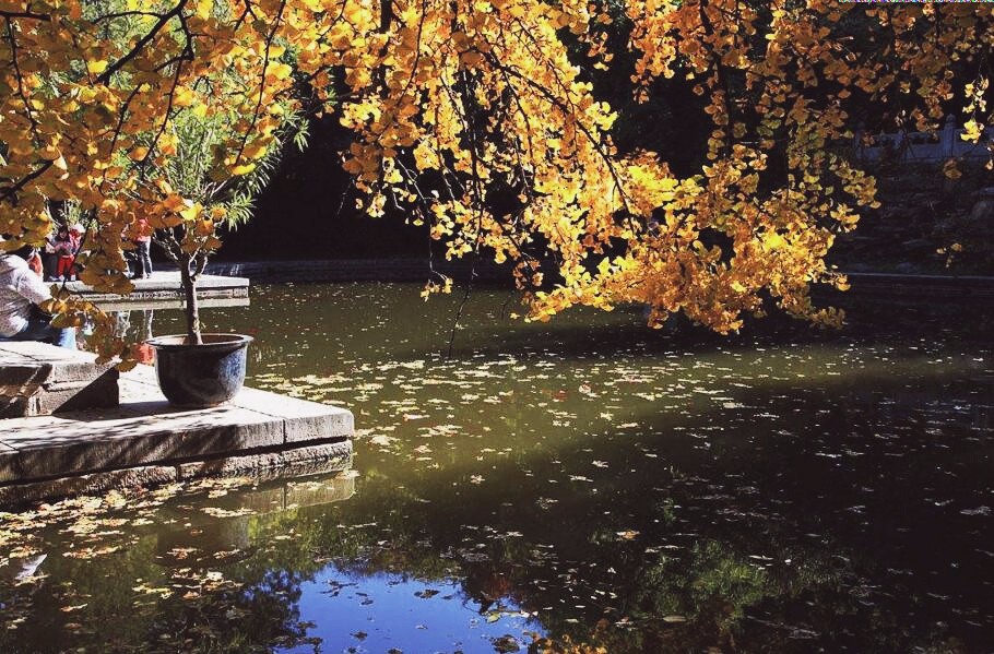 京城赏秋打卡胜地,京城赏荷最佳路线图