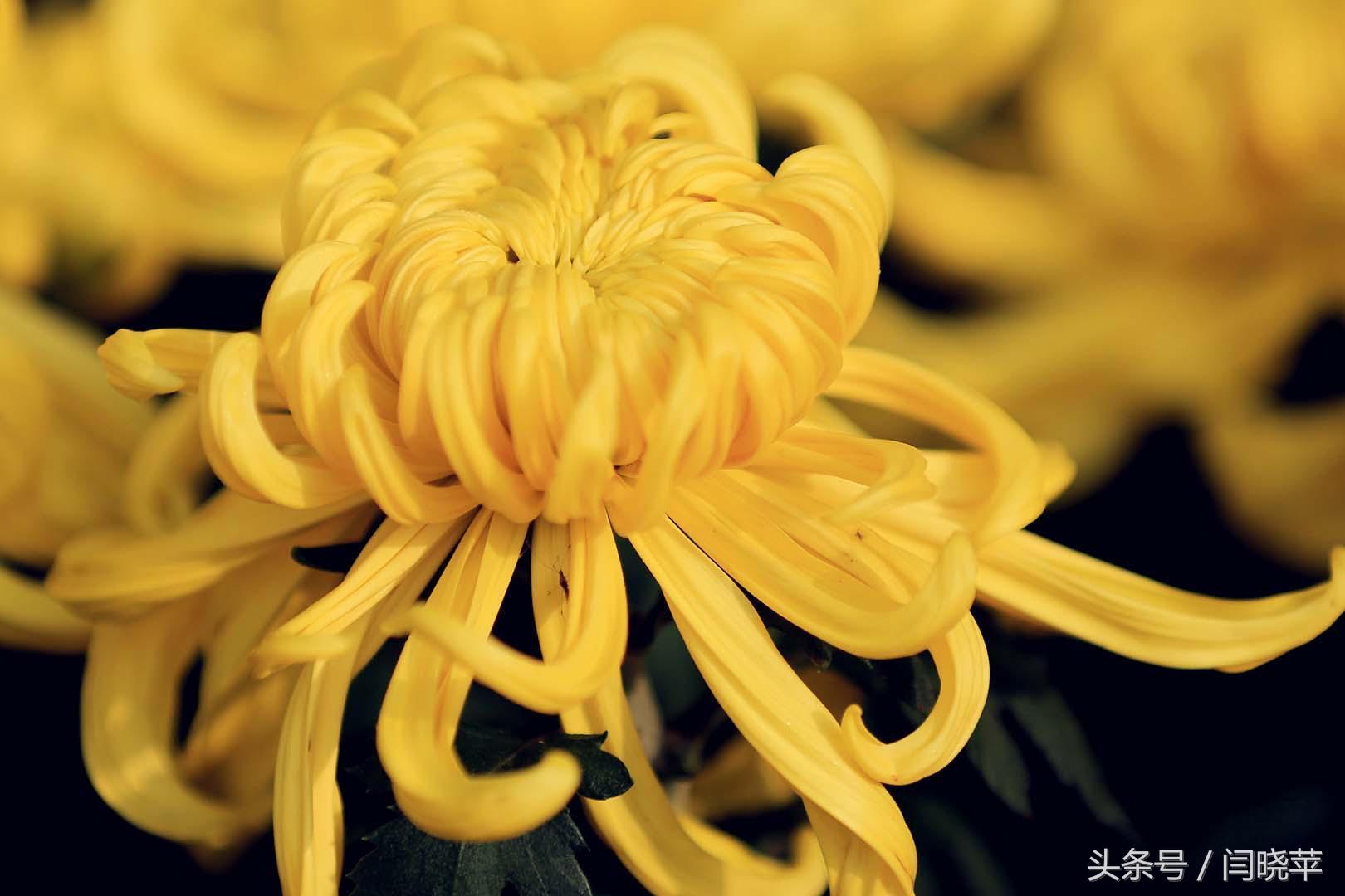 悠然菊影从何觅？南山菊姿下龙亭