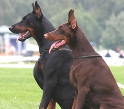 杜宾犬皮肤病有哪些,杜宾犬得了皮肤病能晒太阳吗