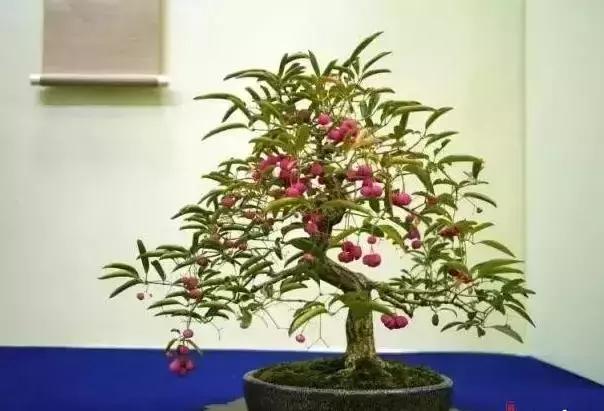 真弓卫矛盆景修剪伤口要处理吗,卫矛树盆景如何才能开花结果