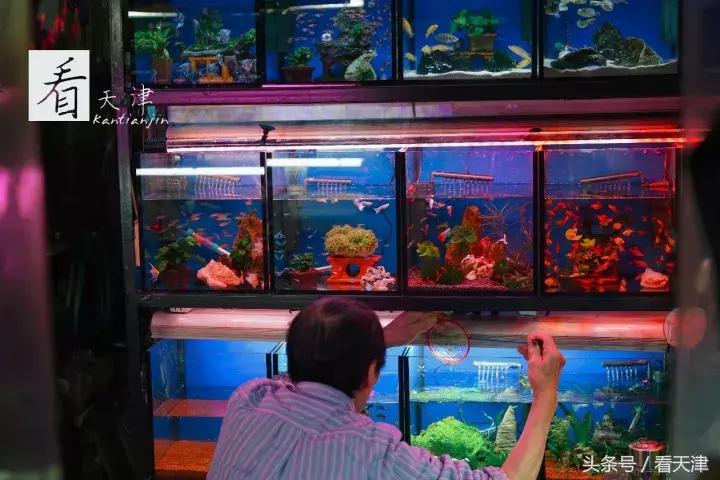 天津宝鸡道花鸟鱼虫市场地铁,宝鸡道花鸟鱼虫市场天津