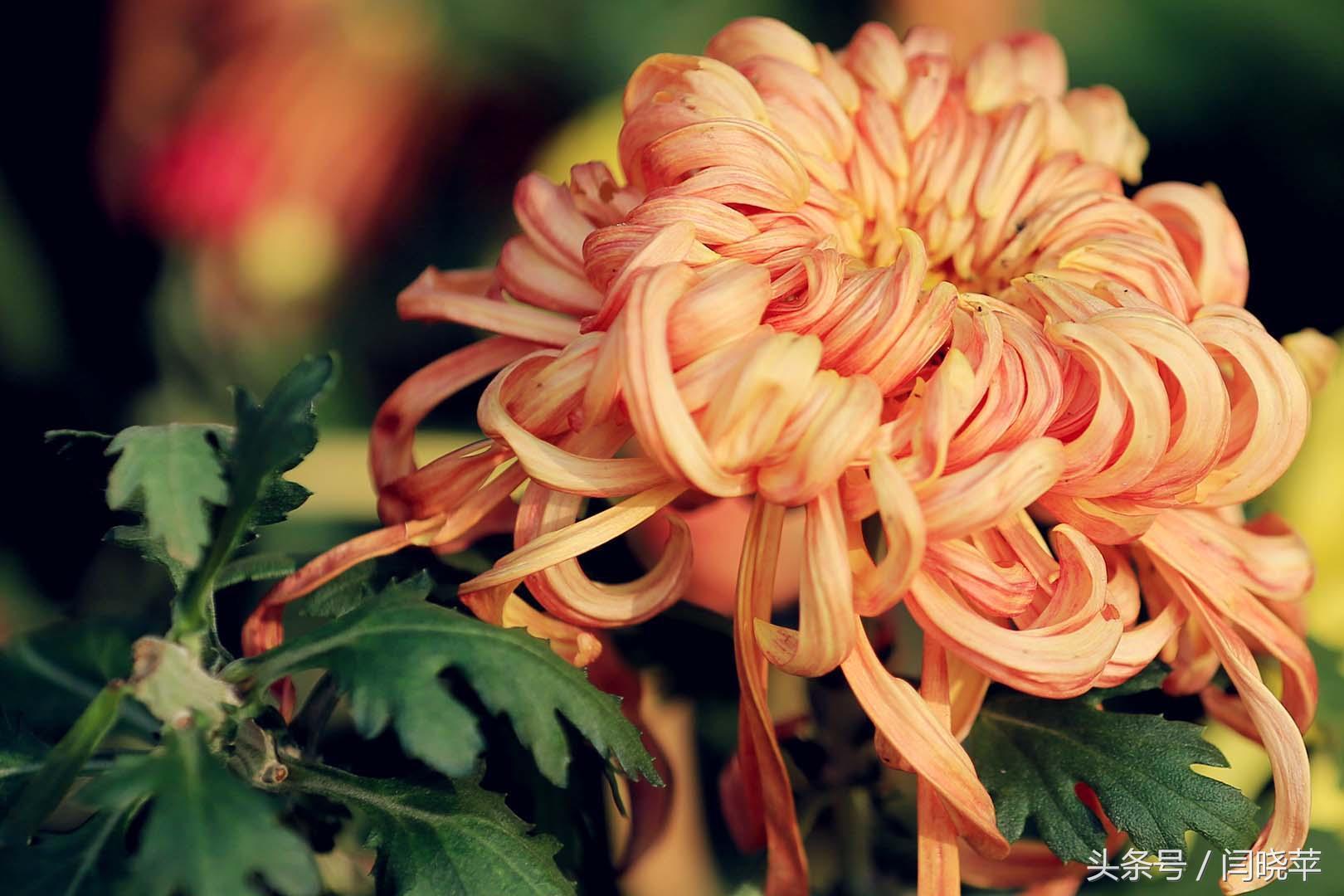 悠然菊影从何觅？南山菊姿下龙亭