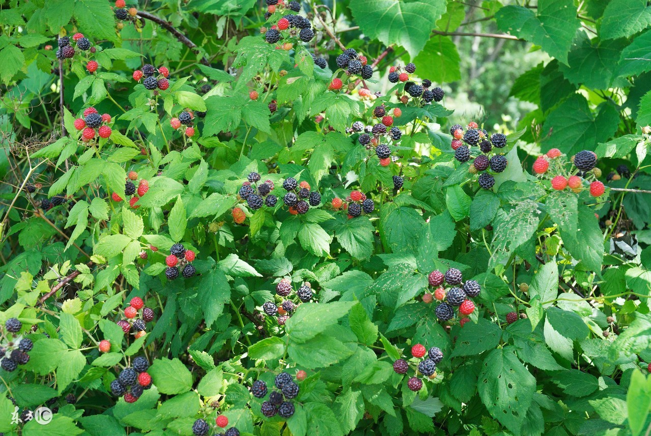 为什么现在城里人喜欢吃野菜,为什么现代人吃野生动物不易得病