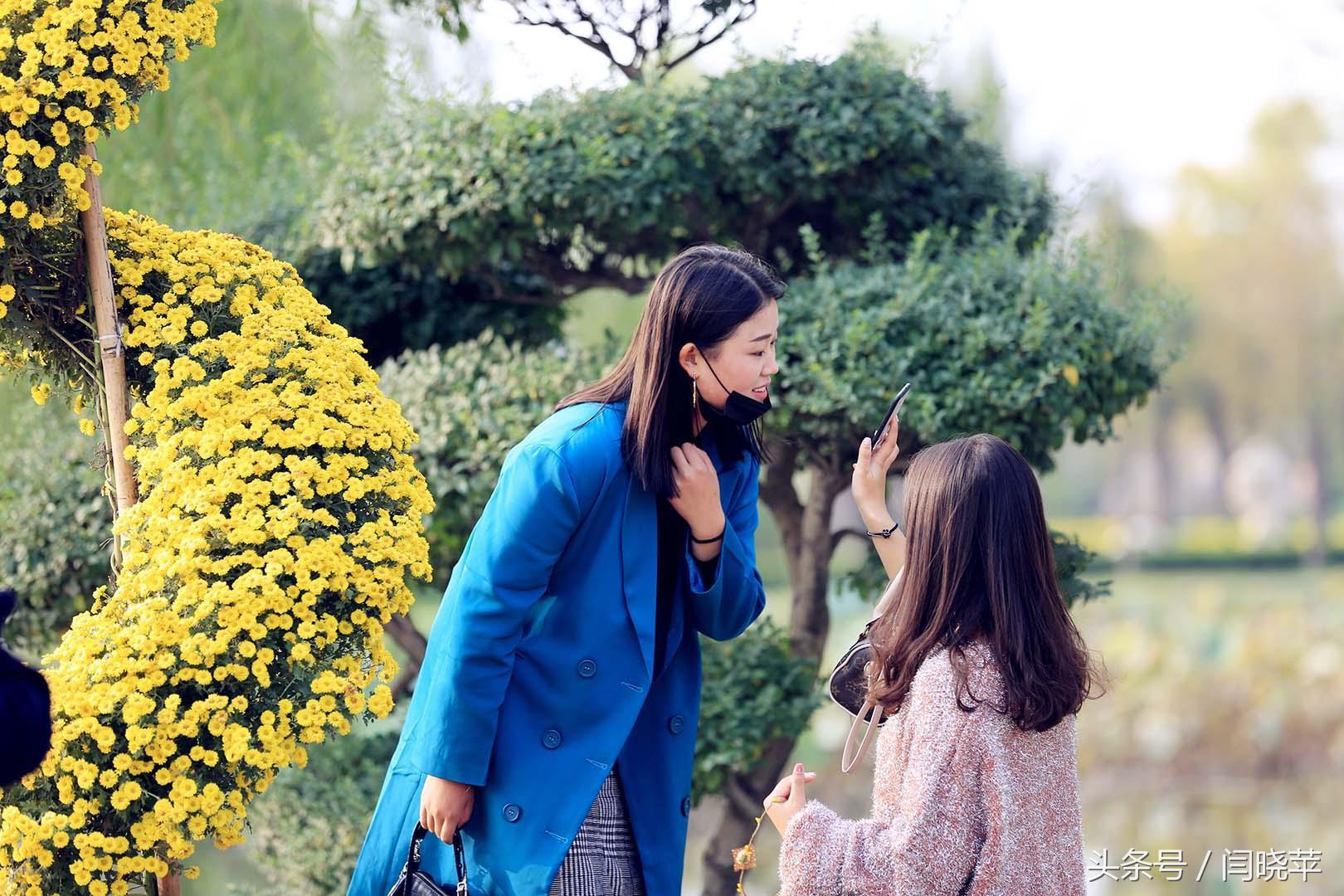 悠然菊影从何觅？南山菊姿下龙亭