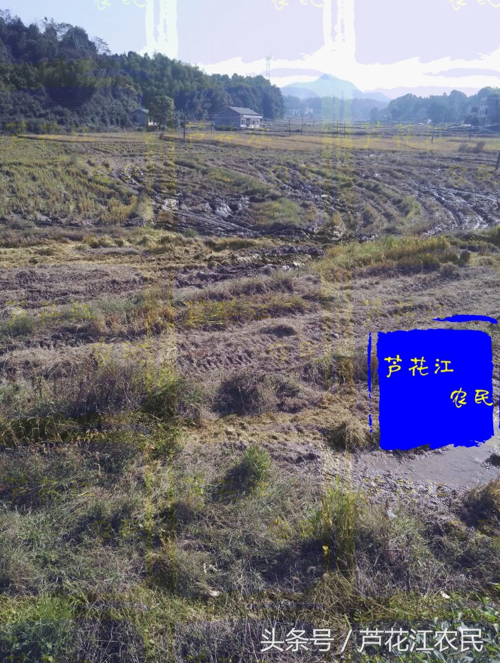 最新款福田雷沃大马力旱田车,久保田688和雷沃rg50哪个好