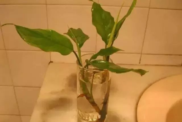 水培花根有点腐烂发臭怎么办,怎么让水培的花活得更久