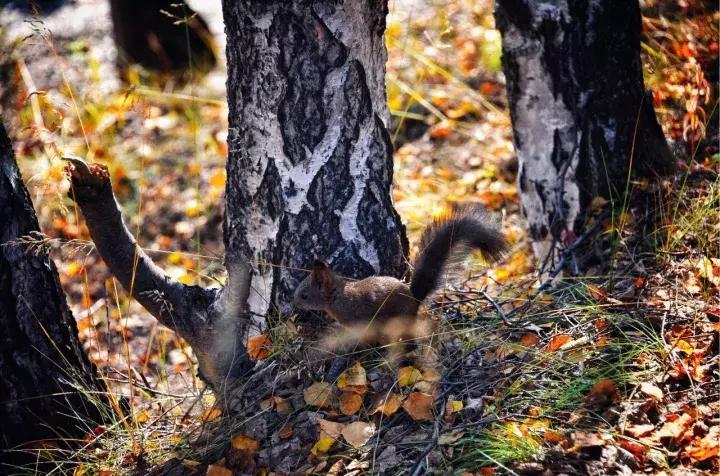 坐火车穿越俄罗斯西伯利亚,欧洲火车途经小镇