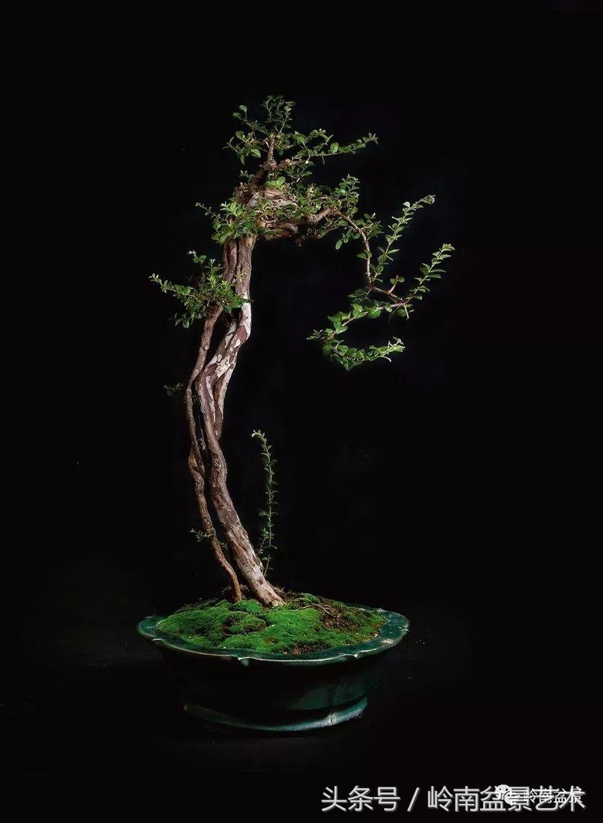 精品盆景雀梅杜鹃罗汉松,最美的100盆雀梅盆景建议收藏