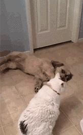 王木木的日常视频,王木木日常视频