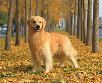 金毛要训练哪些项目,金毛适合训练的项目