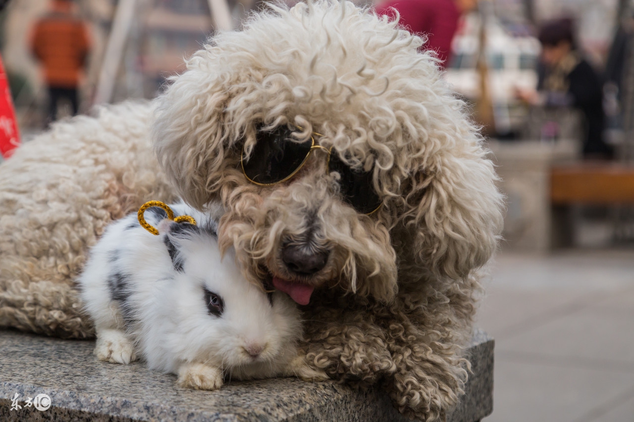 汪汪队的狗狗都生病了,狗狗生病了总往角落钻