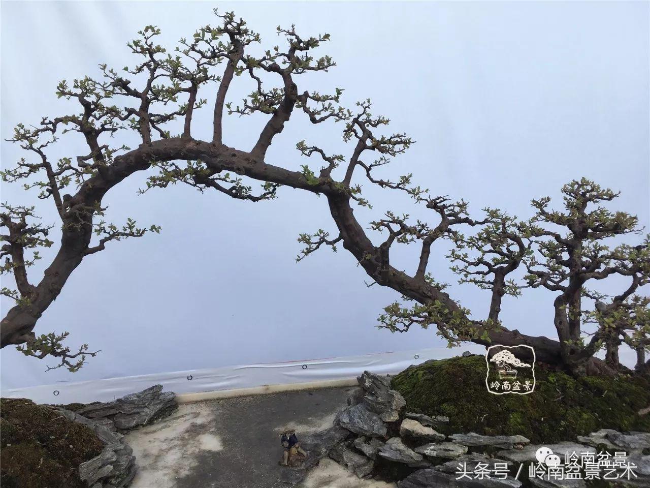 精品盆景雀梅杜鹃罗汉松,最美的100盆雀梅盆景建议收藏