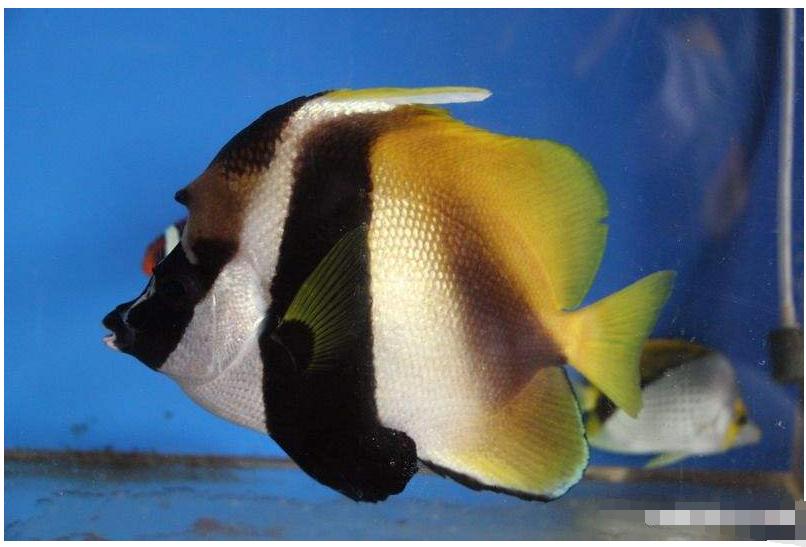 海洋中的黄金战士——澳洲法国蝶鱼（一）