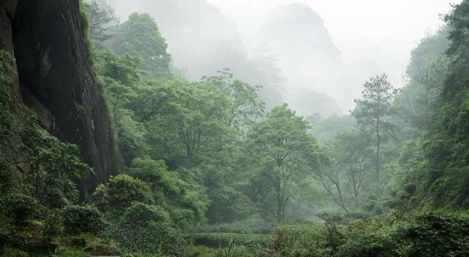 这些年火得街知巷闻的7款茶，它们的成功有哪些是可复制的？