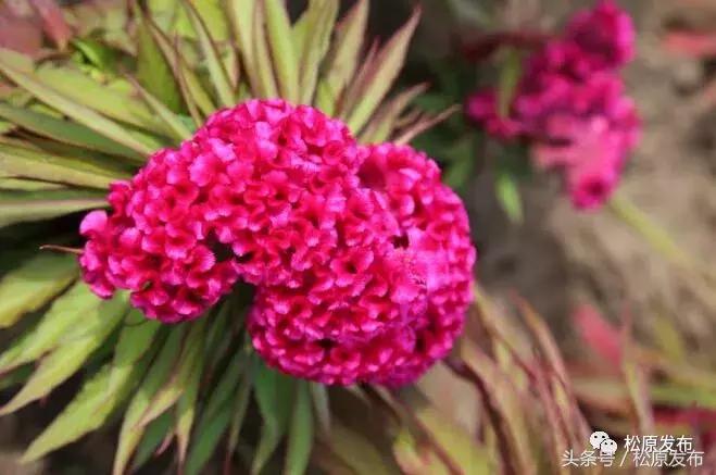 姘存竻澶╄摑,姘存竻澶╄摑鏅編