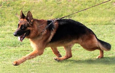 德国牧羊犬受孕后的表现,德国牧羊犬怀孕