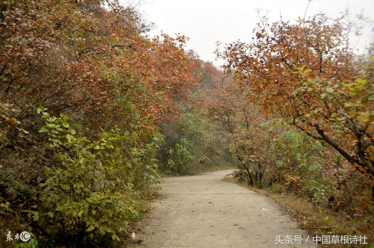独立寒秋湘江北去橘子洲头草书,独立寒秋湘江北去橘子洲头意思