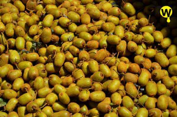 野生猕猴桃有多么可怕,真正的野生猕猴桃了解一下