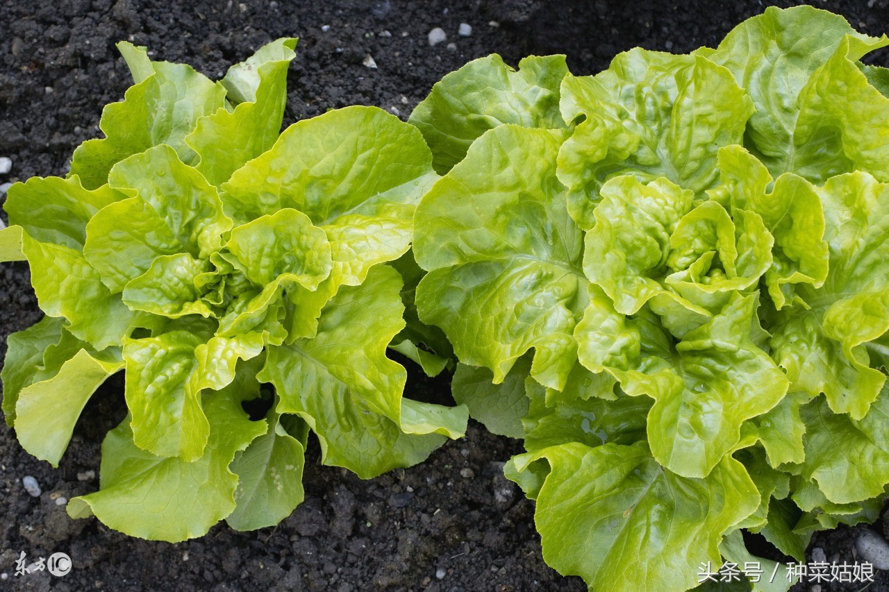 阳台生菜种植方法全过程,冬天阳台种植生菜的正确方法