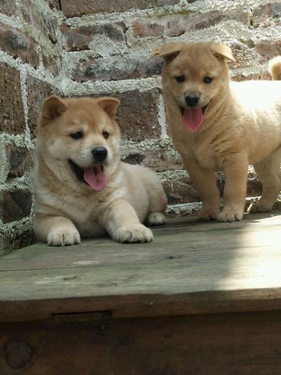 土狗，真的就比宠物狗差吗？看完这一组土狗再说