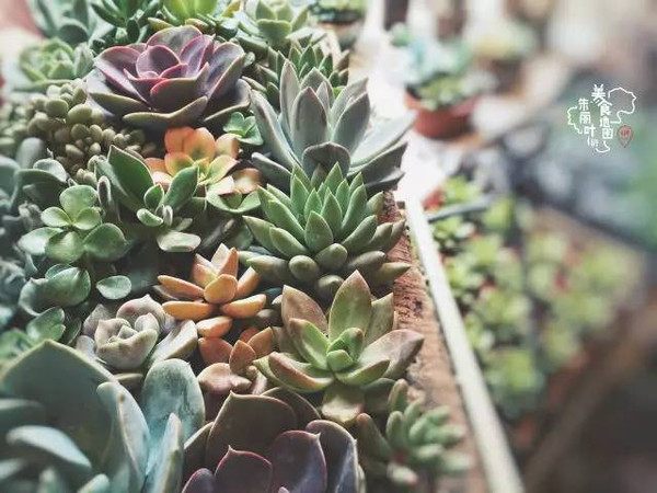 秋季雨水多露养多肉注意什么,秋天下雨多肉怎么办