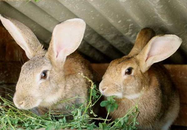 农民想创业但资金有限,农村小投资创业项目推荐2020