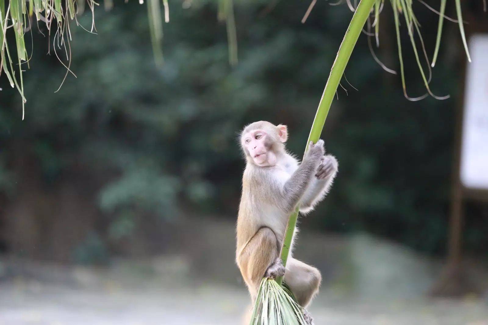 陵水分界洲岛一日游攻略,陵水椰子岛一日游攻略