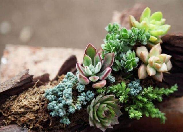 秋季雨水多露养多肉注意什么,秋天下雨多肉怎么办