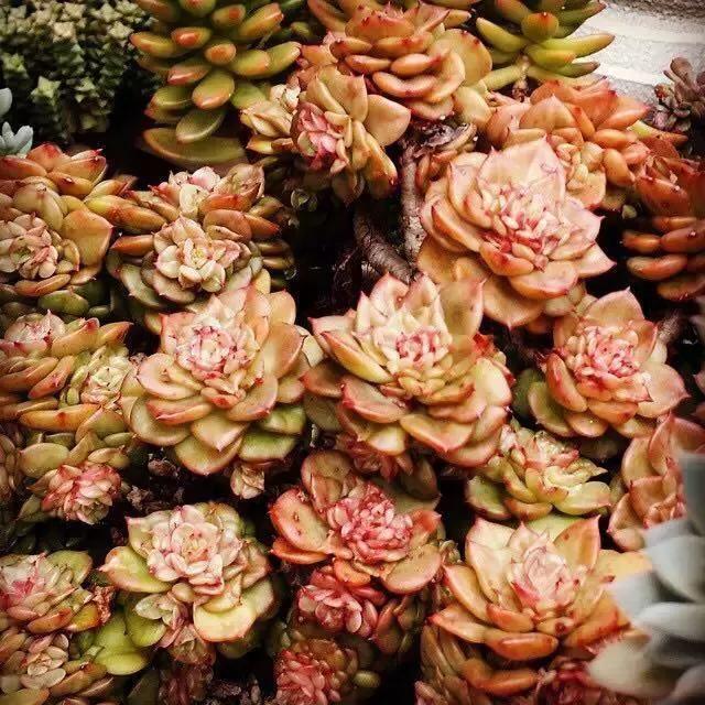 肉友推荐养的多肉植物,国外肉友养的多肉