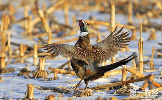 山鸡中毒有什么特征,山鸡食盐怎么防治