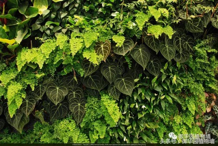 他曾说过：每一面植物墙都是一个花园……