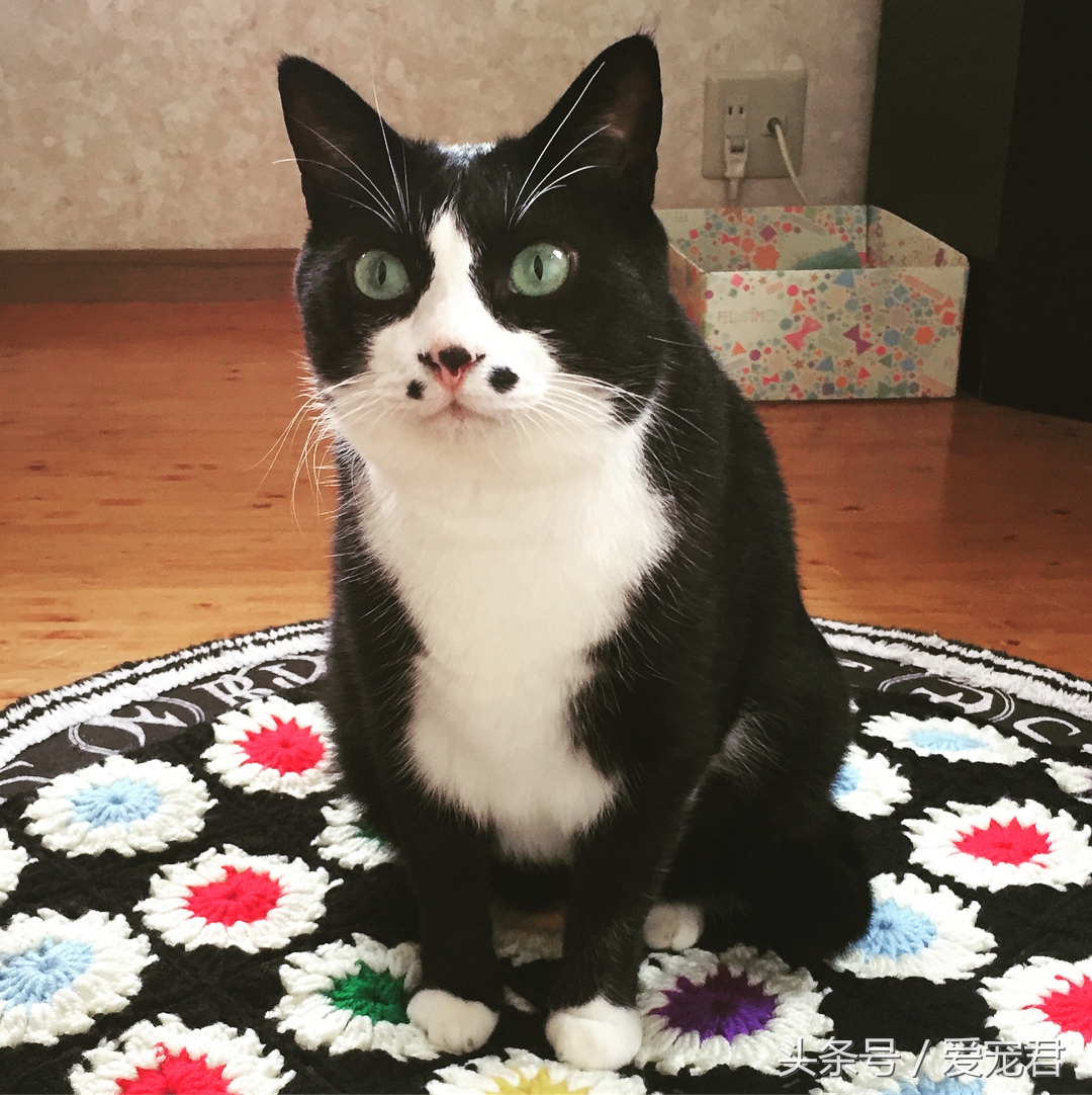 如何快速与胆小新猫咪建立感情,怎样和胆小的猫咪建立信任