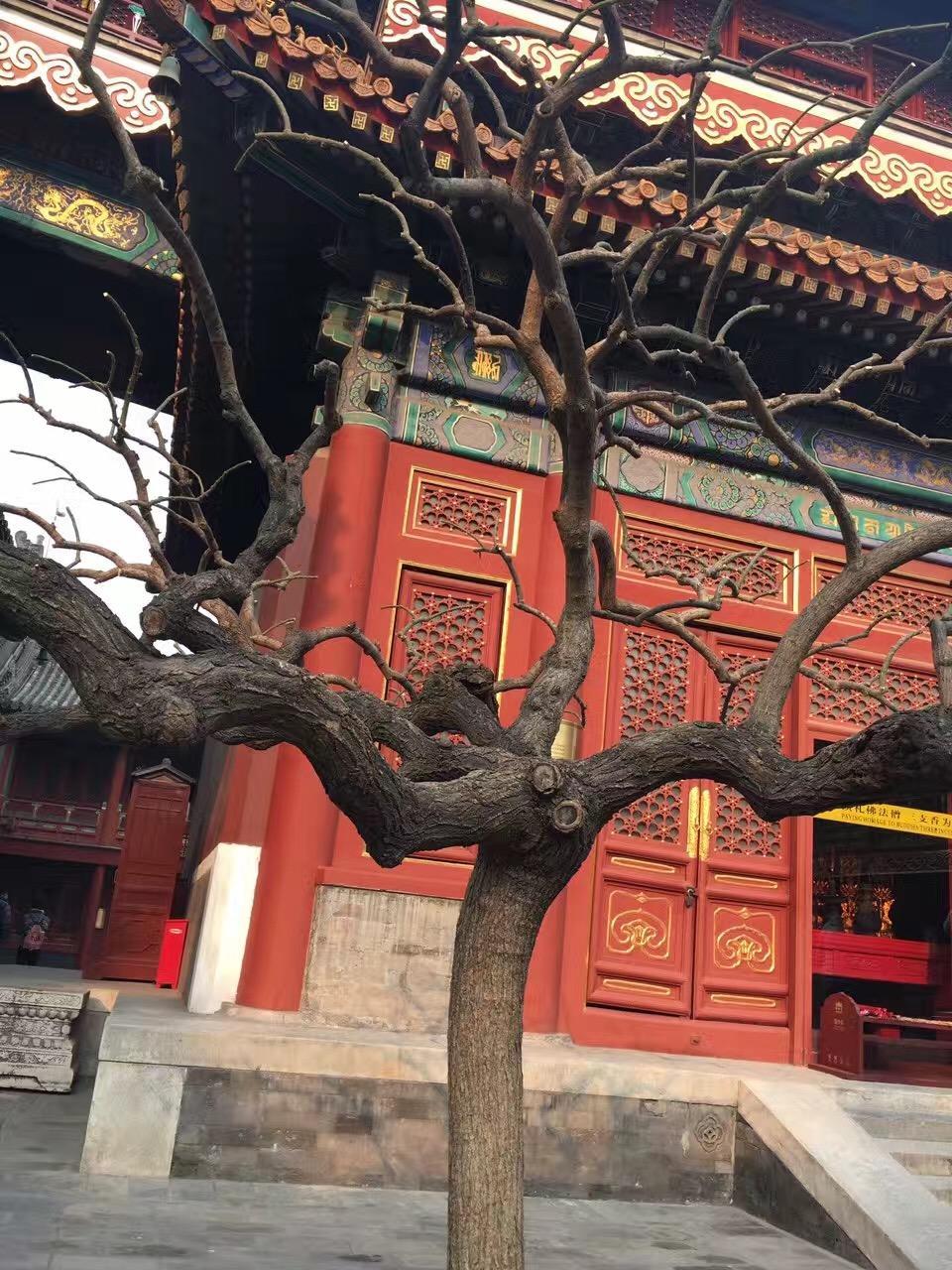 去北京雍和宫还能去哪玩,北京两天一夜游玩雍和宫