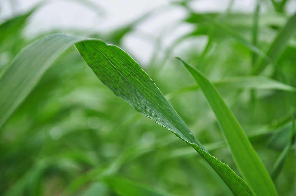 青汁怎么选择,青汁通常买哪一款