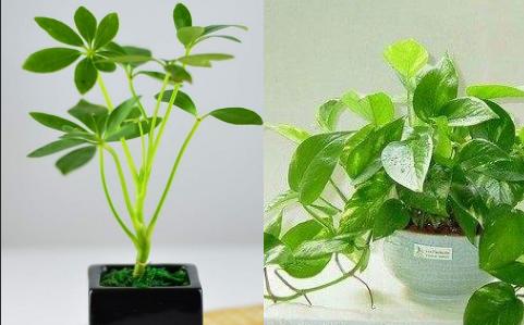 什么花好养又吸收尼古丁,屋里养什么绿植吸收尼古丁和尘土