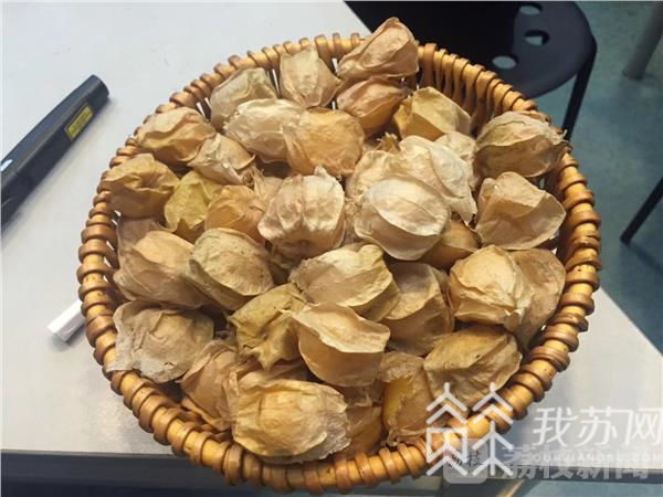 南京小学语文教学什么版本,2023南京小学语文教材版本