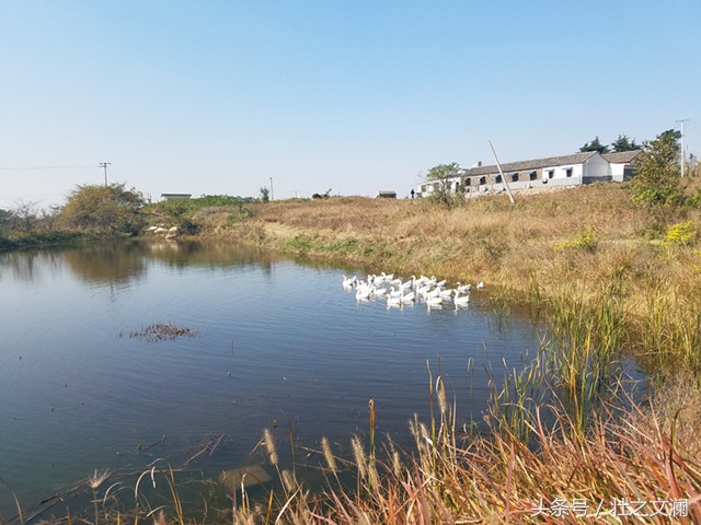 描写秋天野菊花灿烂的七言诗句,描写野菊花的唯美诗句