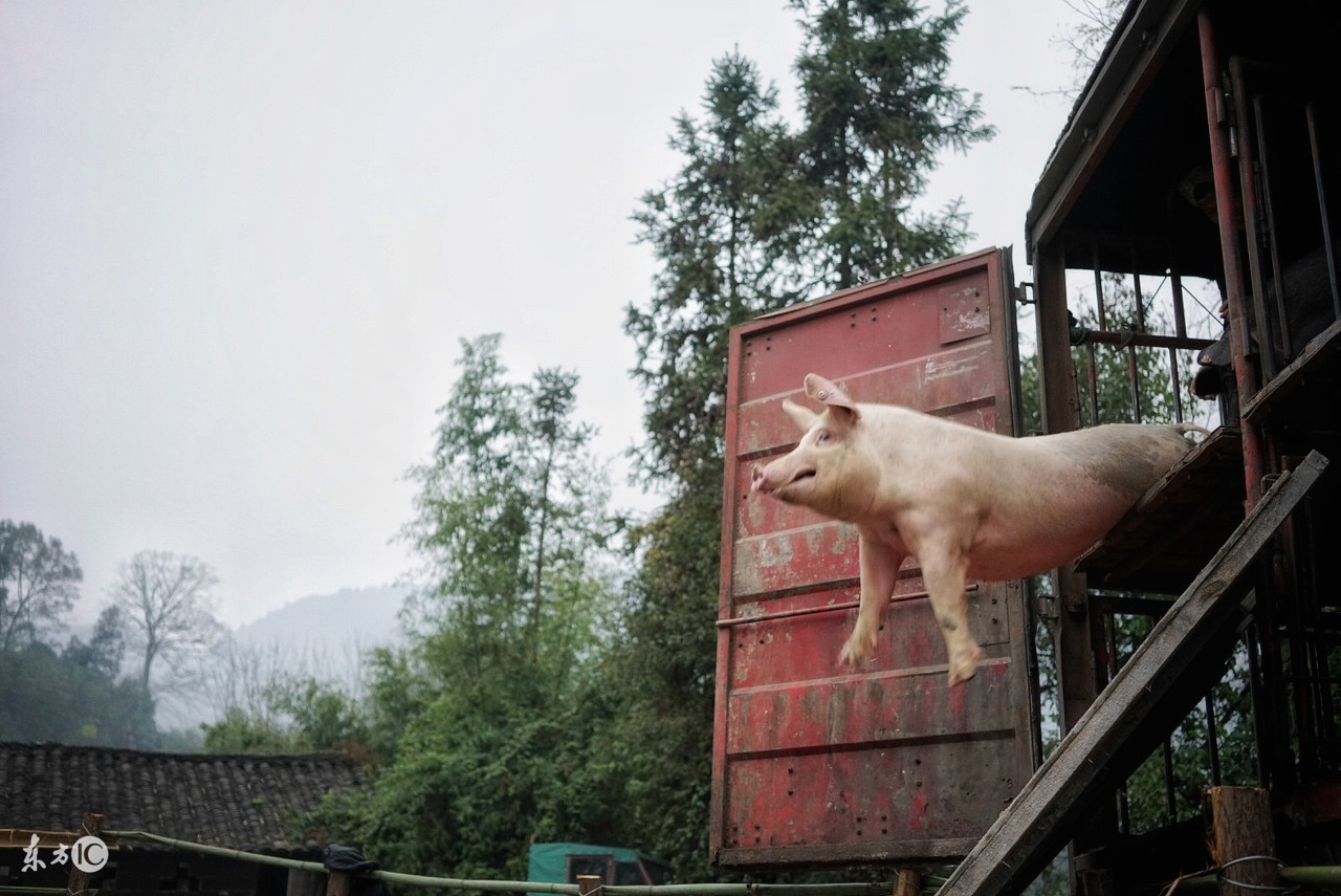 猪口蹄疫发病新特点及其防控要点,如何防控猪口蹄疫症状