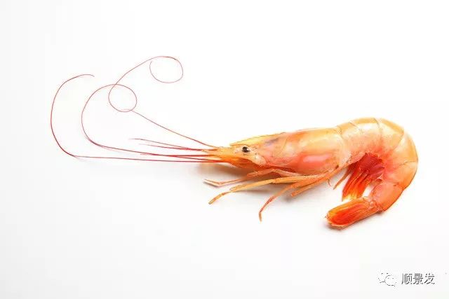 常见虾类区别图解,国内常见的虾类种类有哪些