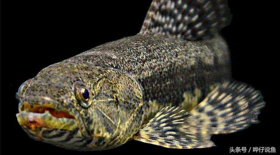 小心被它咬到手！盘点那些变成鱼缸宠物的凶猛河怪（第二季）