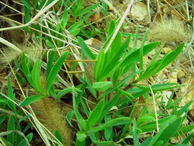 开春挖野菜教你轻松识别18种野菜,您知道春季最养肝护肝的野菜吗