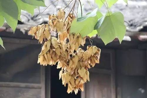 开春挖野菜教你轻松识别18种野菜,您知道春季最养肝护肝的野菜吗