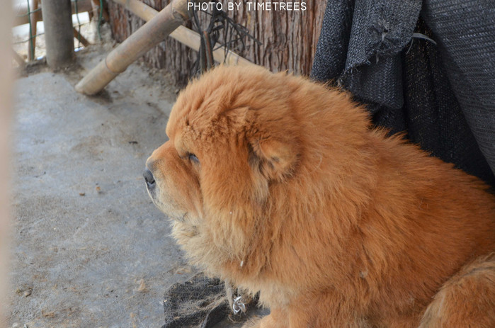 游玩增城新塘,游玩增城