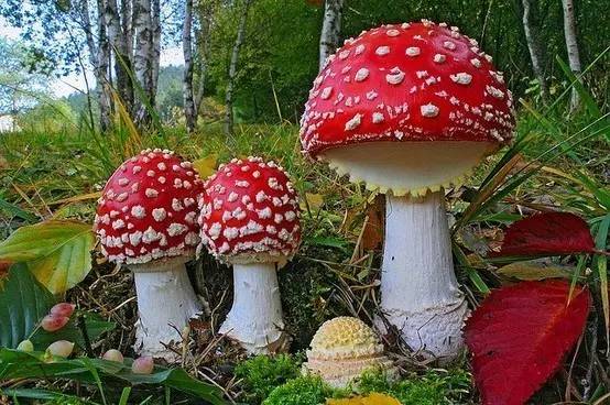 开春挖野菜教你轻松识别18种野菜,您知道春季最养肝护肝的野菜吗